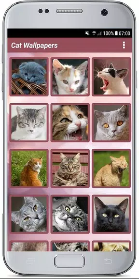 CUTE CAT WALLPAPERS 스크린샷 0