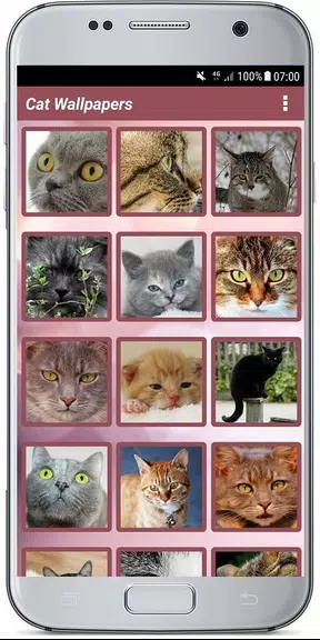 CUTE CAT WALLPAPERS 스크린샷 2