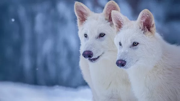 Science Revives Extinct Dire Wolves