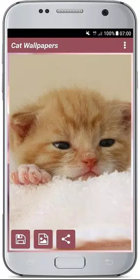 CUTE CAT WALLPAPERS 스크린샷 3