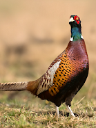 Pheasant sounds應用截圖第0張