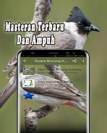 Suara Burung Kutilang Offline Screenshot 1