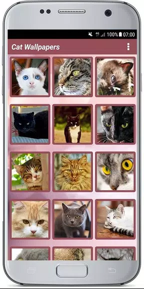 CUTE CAT WALLPAPERS 스크린샷 1